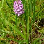 Dactylorhiza praetermissa habit picture by Pierre LEON (cc-by-sa)