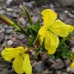 Oenothera parviflora flower picture by Camille Bondoux (cc-by-sa)