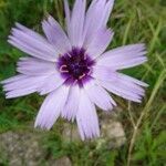 Catananche caerulea flower picture by Tanja Walter (cc-by-sa)