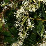 Copaifera aromatica flower picture by Nelson Zamora Villalobos (cc-by-nc)