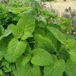 Salvia sclarea habit picture by J J Tamssom (cc-by-sa)