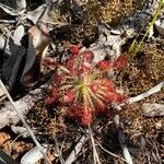 Drosera neocaledonica flower picture by Olivier Martineau (cc-by-sa)