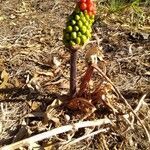 Arum italicum fruit picture by Pepe Diego (cc-by-sa)