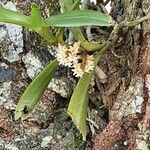 Campylocentrum neglectum flower picture by Josélio Silva (cc-by-sa)