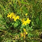 Lotus corniculatus habit picture by Boumlik Messaïli (cc-by-sa)