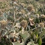 Eryngium maritimum fruit picture by Collados Ana (cc-by-sa)