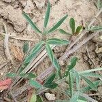 Trifolium arvense leaf picture by Daniel Bourget (cc-by-sa)