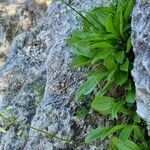 Valeriana saxatilis habit picture by Jani Zadrgal (cc-by-sa)