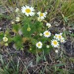 Tripleurospermum maritimum habit picture by Kate Senatskaya (cc-by-sa)