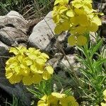 Erysimum duriaei flower picture by Jean-Louis ESPURT (cc-by-sa)