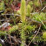 Lycopodiella inundata habit picture by Sylvain Piry (cc-by-sa)