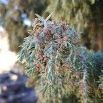 Juniperus cedrus flower picture by Udo Herkommer (cc-by-sa)