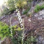 Anarrhinum laxiflorum flower picture by Morcillo Moreno Emilio Morcillo Moreno (cc-by-sa)