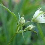 Astrantia minor habit picture by Yoan MARTIN (cc-by-sa)