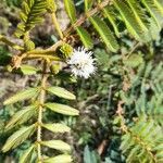 Mimosa bimucronata flower picture by Trap Hers (cc-by-sa)