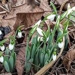 Galanthus plicatus flower picture by dart.hirohito.2001 (cc-by-sa)