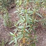 Cistus ladanifer leaf picture by praposo (cc-by-sa)