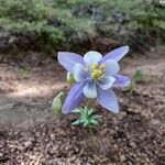 Aquilegia saximontana flower picture by Biblio Tech (cc-by-sa)