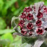 Cynoglossum magellense flower picture by Emanuele Santarelli (cc-by-sa)