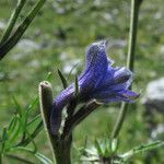 Delphinium fissum flower picture by Emanuele Santarelli (cc-by-sa)