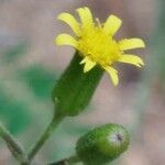 Senecio lividus flower picture by Sergio costantini (cc-by-sa)