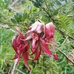 Clianthus puniceus flower picture by queenofconvenience (cc-by-sa)