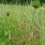 Allium vineale habit picture by Daniel Bourget (cc-by-sa)