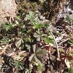 Potentilla tabernaemontani habit picture by Cristian Zanella Cristian Zanella (cc-by-sa)