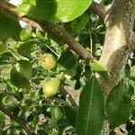 Pyrus communis fruit picture by Чико Чико (cc-by-sa)