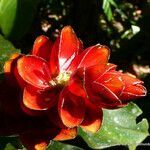 Costus scaber flower picture by Víquez Carazo Manuel (cc-by-sa)