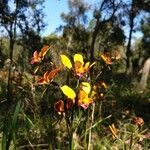 Diuris corymbosa flower picture by Daniel Ridley (cc-by-sa)