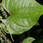 Dioscorea matagalpensis leaf picture by Nelson Zamora Villalobos (cc-by-nc)