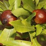 Alibertia edulis fruit picture by Nelson Zamora Villalobos (cc-by-nc)