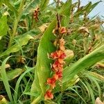 Hedychium coccineum flower picture by Kamthenlal Dimngel (cc-by-sa)