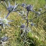 Eryngium amethystinum flower picture by habriii (cc-by-sa)