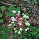 Actaea pachypoda fruit picture by shannon felger (cc-by-sa)