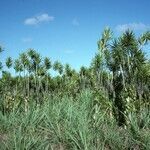 Vanilla planifolia habit picture by Daniel Barthelemy (cc-by-nc)