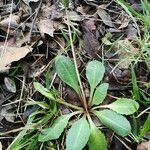 Taraxacum obovatum habit picture by Lionel Jacquot (cc-by-sa)