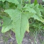 Sisymbrium loeselii leaf picture by Boris H. (cc-by-sa)