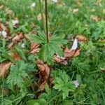 Trollius europaeus leaf picture by Antoine Grisel (cc-by-sa)