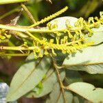 Alfaroa guanacastensis flower picture by Nelson Zamora Villalobos (cc-by-nc)