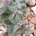 Teucrium scordium flower picture by Marie-France Petibon (cc-by-sa)