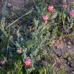 Platycapnos spicatus flower picture by John Walsh (cc-by-sa)