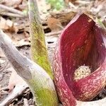 Symplocarpus foetidus flower picture by solazy (cc-by-sa)