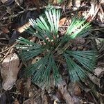 Schizaea dichotoma habit picture by Daniel Barthelemy (cc-by-nc)