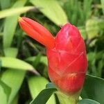 Costus woodsonii flower picture by Daniel Barthelemy (cc-by-nc)