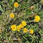 Erigeron aureus flower picture by Susan Graham (cc-by-sa)