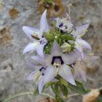 Campanula versicolor flower picture by Sylvain Piry (cc-by-sa)