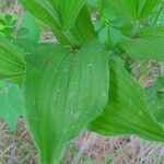 Cypripedium parviflorum leaf picture by Dawn Case (cc-by-sa)