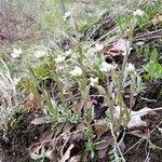 Antennaria neglecta habit picture by Dale Kraus4 (cc-by-sa)